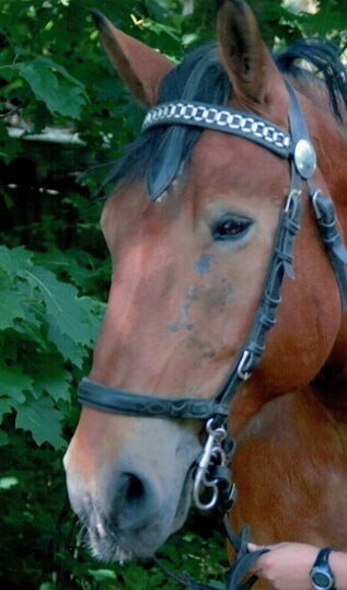 Atos Deutsches Kaltblut