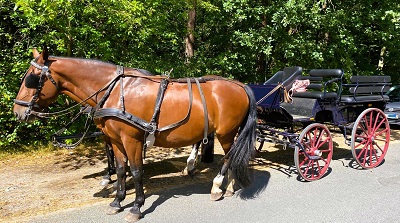 Jagdwagen 2-Spännig