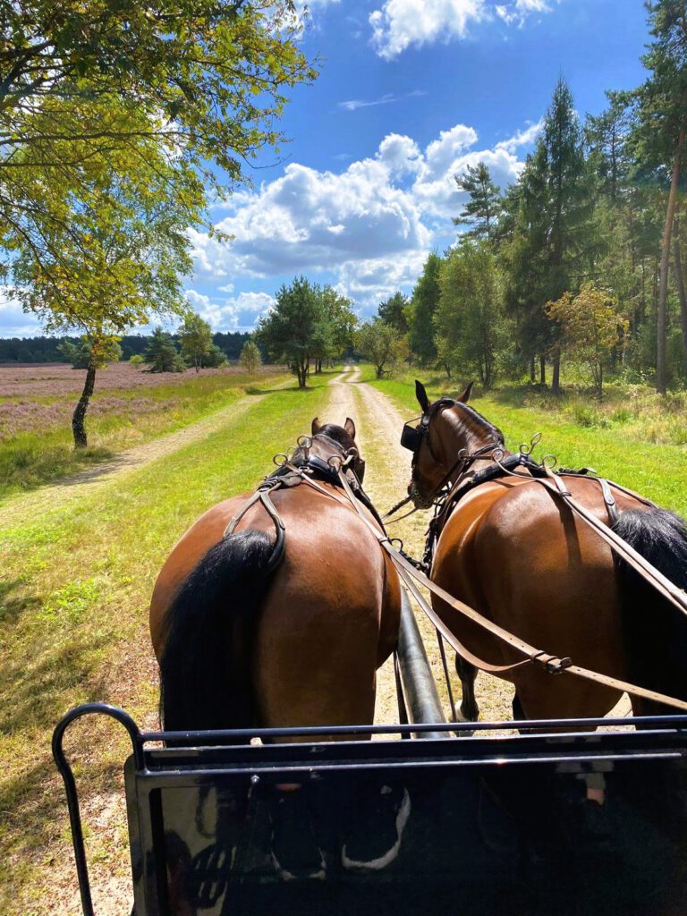 Kutschfahrt Lüneburger Heide_Fuhrhalterei Werner Herrig