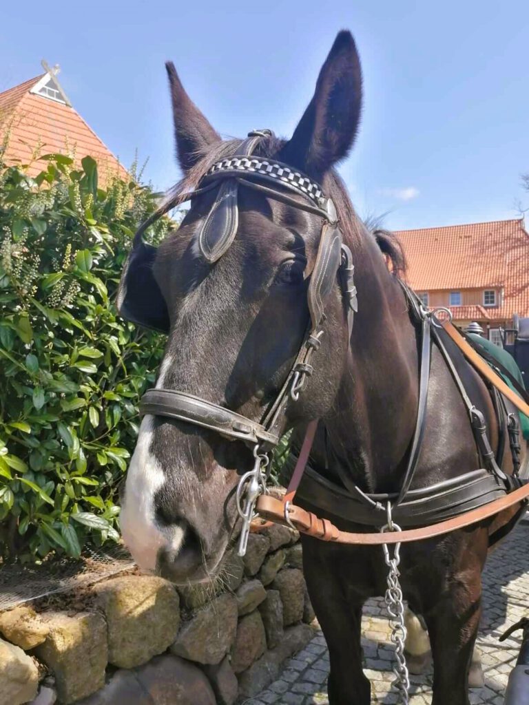 Laos Alt Oldenburger Warmblut