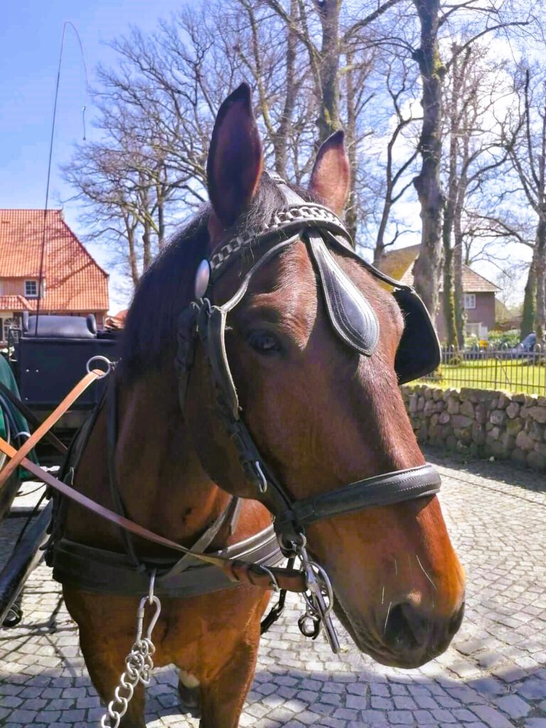 Lexus Alt Oldenburger Warmblut