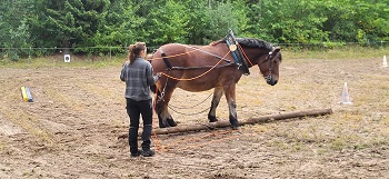 Pferd beim Holrücken
