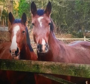 Zoe und Anabelle, Pferde von Werner Herrig