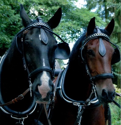 Laos & Lexus_Alt Oldenburger Warmblut