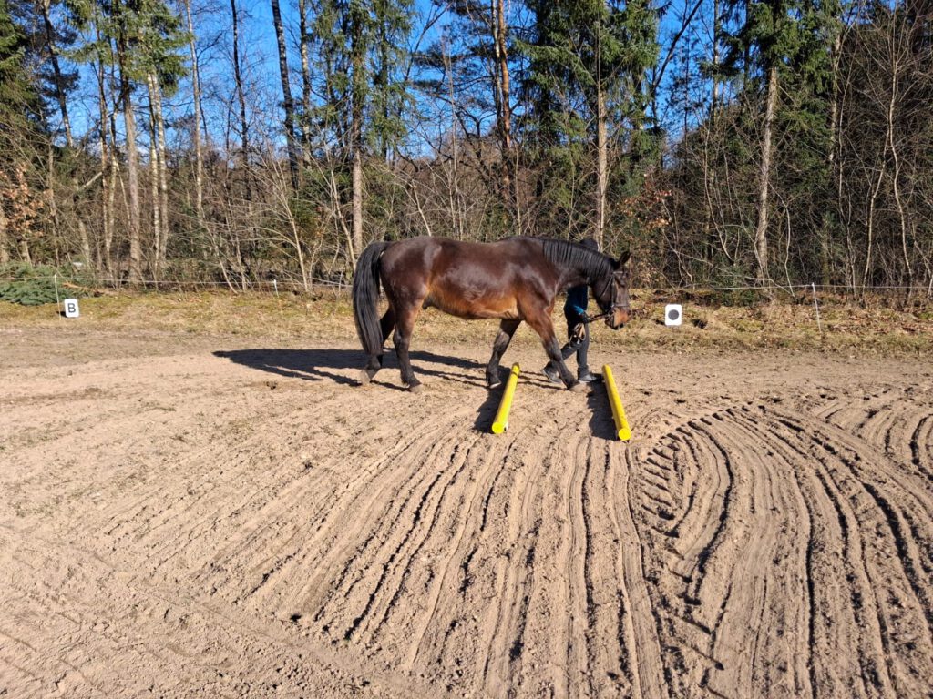 Pferdeführerschein Umgang_Führen eines Pferdes über Stangen