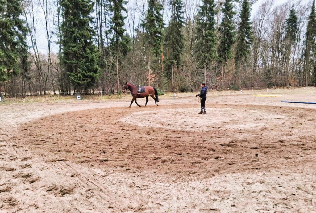 Longieranzeichen_Longieren eines Pferdes_Fuhrhalterei Werner Herrig 2026